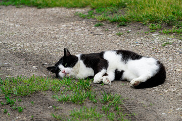 A white-black cat lies on the ground.