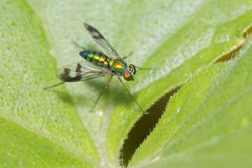 long legged fly (Condostylus sp.)
