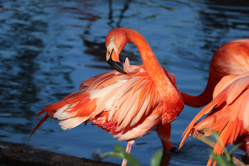 A pink flamingo stands near the water. Close-up.