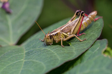 Grasshopper in autumn