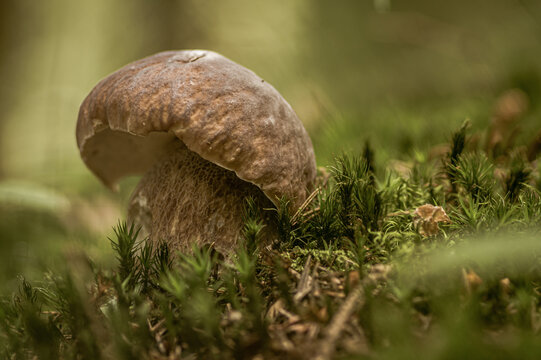 borowik we mchu w lesie