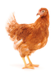 Brown hen isolated.