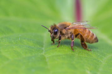 Old honey bee on green leaf 