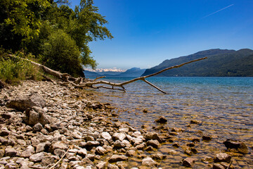 Colorfoul view of Bourget lake in spring. Tree branch at foreground and the french alps of Savoie...