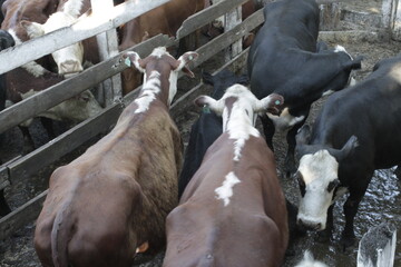 cattle, cow, animal, nature, mammal, farm, meat, milk, agricultura