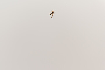 Common Swift, apodiform bird of the Apodidae family with the scientific name of Apus Apus in flight