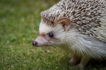 An adorable African white- bellied or four-toed hedgehog playing outside on grass