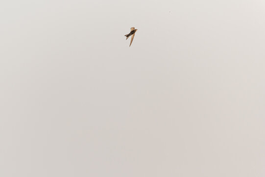 Common Swift, apodiform bird of the Apodidae family with the scientific name of Apus Apus in flight
