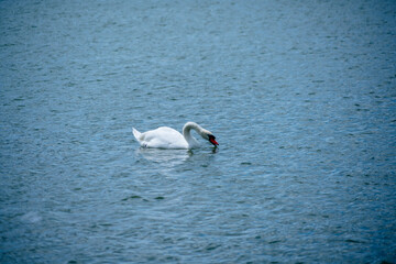 Fototapeta na wymiar Swan at Lake Morton at city center of lakeland Florida 