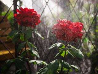 red rose bush