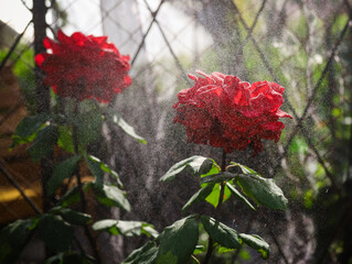 red flowers in the garden