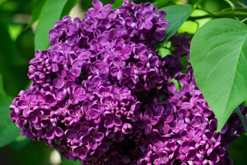 A bunch of purple lilac flowers in spring garden.
