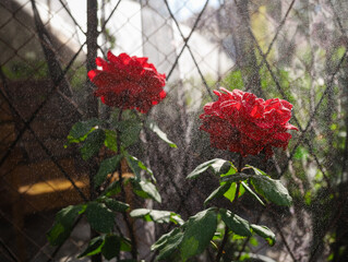 red roses in a garden