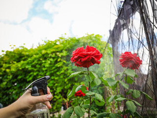 red rose in the garden