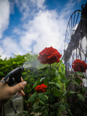 red rose in the park