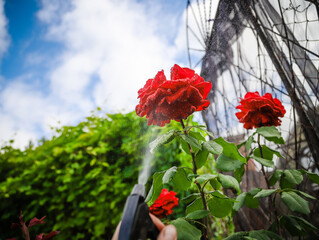 flowers in the garden