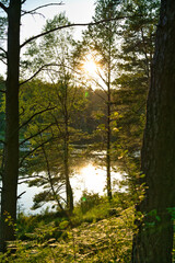 Swedish forest landscape at sunset