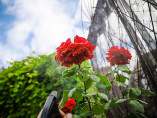 red rose in the garden