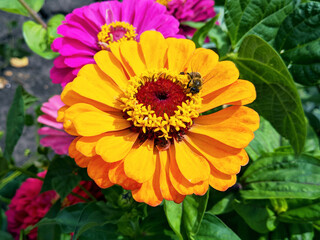Fototapeta premium Bee on orange flower collecting pollen close-up blurred background