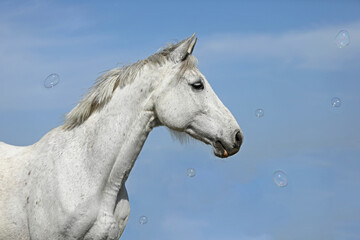 Obraz na płótnie Canvas Horse and bubbles