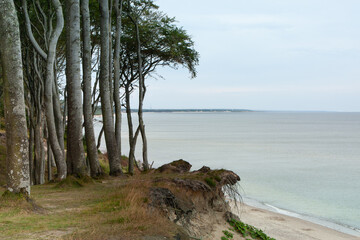 Fototapeta na wymiar A cliff covered with trees on the coast of the Baltic Sea