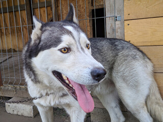 Husky dog on a chain shows tongue close-up blurred background