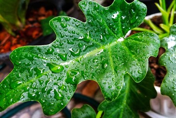 dew on leaf