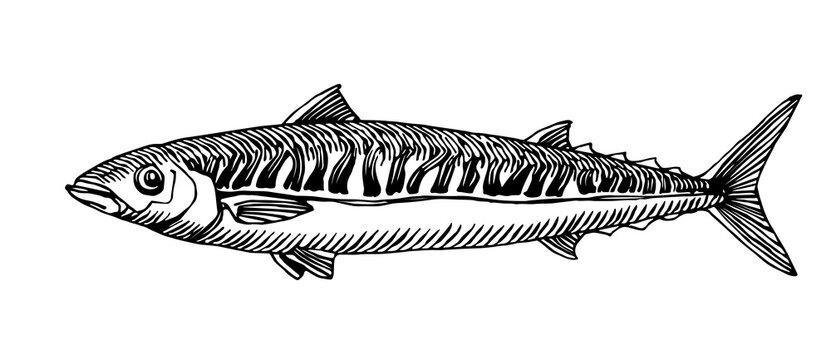 Atlantic mackerel, commercial fish, delicious seafood, engraving, sketch, for logo or emblem, vector illustration with black ink lines isolated on a white background in a hand drawn style