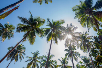 Fantastic coconut palms and blue sky