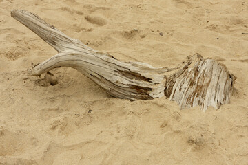  close-up of an isolated dead tree on the beach
