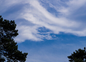 Obraz na płótnie Canvas Blue sky and beautiful white cloud on the background of trees.