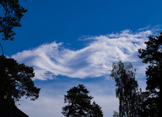 Blue sky and beautiful white cloud on the background of trees.