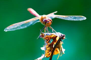 dragonfly on a leaf