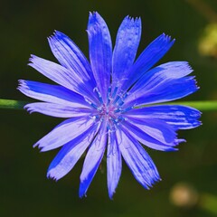 blue flower on black background
