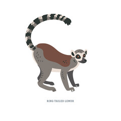 Ring-tailed lemur or Lemur catta - large strepsirrhine primate with long black and white ringed tail. © ✦ Bizarre Factory ✦