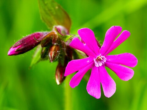 close up of a flower