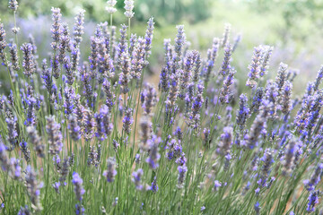 Close-up on mountain lavender on Hvar island in Croatia