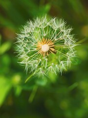 dandelion seed head