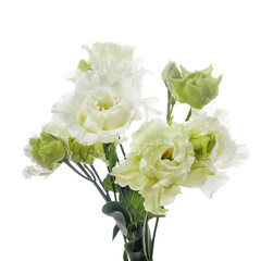 Obraz na płótnie Canvas Beautiful white eustoma flowers isolated on white background. Spring or summer background.