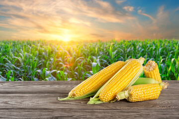 Ripe corn on table against background of cornfield - 369065886