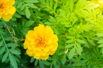 yellow Marigold flower isolated in garden