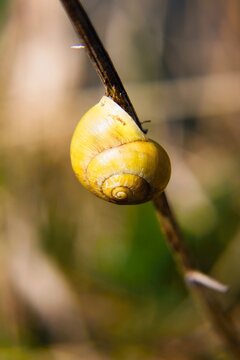 snail on a leaf