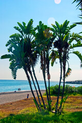 Fototapeta premium Palm trees on Playa del Penoncillo beach Torrox Costa Axarquia Andalusia Costa del Sol Spain