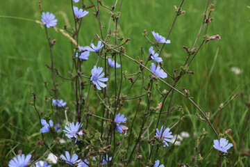 Fiori di cicoria selvatica (Chicory), primo piano dei fiori azzurri in una giornata d’estate