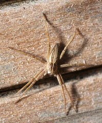 spider waiting on wood being camouflaged