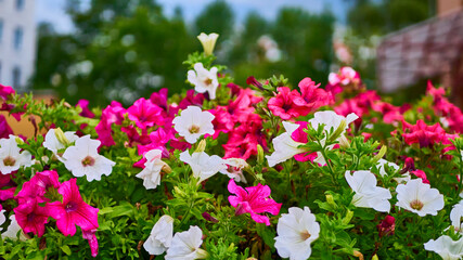 beautiful summer flowers in the garden. color