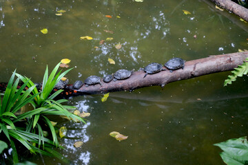 turtle's walking on branch of tree fall on river bank