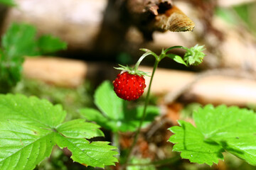 Wild strawberry growing wild in the forest.