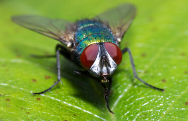 Greenbottle fly in macro close up