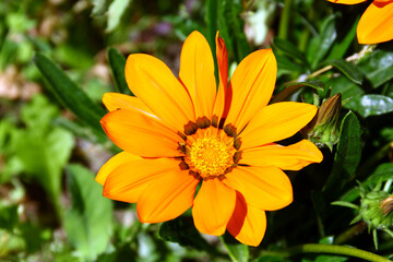 Osteospermum